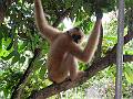 0183 de aap van Pr. Hung